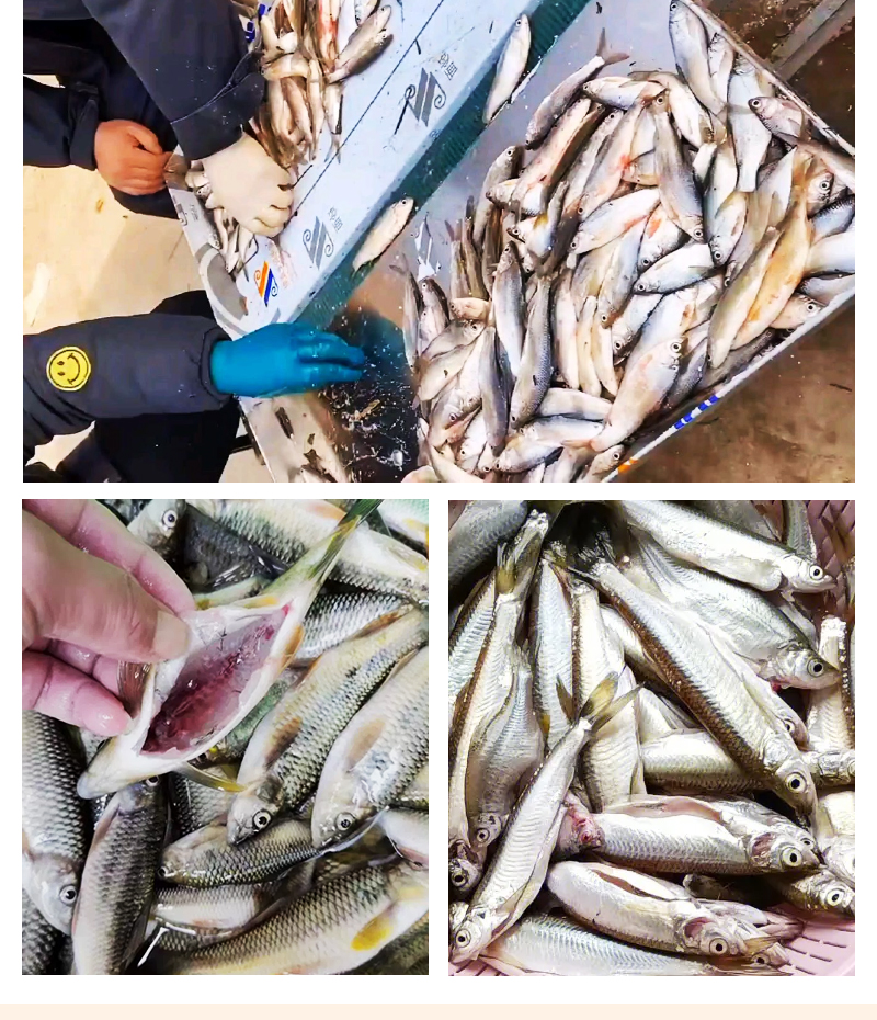 ��С�~(y��)�C(j��)�F(xi��n)��(ch��ng)���~(y��)��(sh��)��